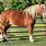 Draft Horse Pictures