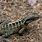 Dragon Lizard Australia