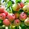 Dwarf Apple Trees Varieties