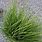 Dwarf Carex