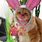 Easter Cat Photos