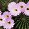 Echinopsis Cacti