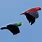 Eclectus Parrot Flying