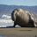 Elephant Seal Facts