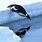Emperor Penguin Water
