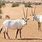 Endangered Desert Animals