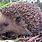 English Hedgehog