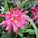 Epiphyllum Orchid Cactus