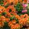 Evergreen Shrub with Orange Flowers