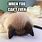 Exhausted Cat Meme