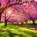 Facts About Cherry Blossom Trees