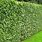 Fagus Sylvatica Hedge