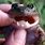 Fanged Frog