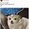 Fat Chihuahua Meme