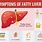 Fat Liver Symptoms