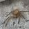 Female Huntsman Spider