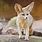 Fennec Fox Endangered