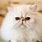 Flat-Faced Persian Cat