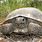 Florida Land Turtles