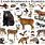 Florida Mammals List