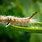 Florida Moth Caterpillars