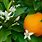 Flowers of Orange Tree