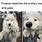 Fluffy Dog Memes