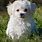 Fluffy Maltese Dog
