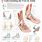 Foot Anatomy