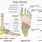 Foot Anatomy Bones Diagram