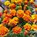 French Marigold Seeds