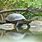 Freshwater Turtle Species