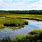 Freshwater Wetlands Biome
