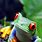 Frog Wallpaper iPhone