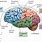 Frontal Lobe Brain Anatomy