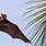 Fruit Bat Flying By
