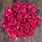 Fuchsia Roses