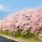 Fuji Mountain Cherry Blossom