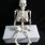 Full Size Human Skeleton Model