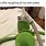 Funniest Kermit Memes