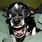Funny Angry Chihuahua