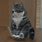 Funny Cat Giphy