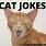 Funny Cat Jokes Clean