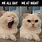 Funny Cat Memes Cheer Up