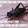 Funny Cricket Insect