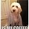 Funny Dog Coffee Memes
