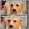 Funny Drug Dog Memes