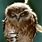 Funny Good Morning GIF Owl