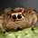 Funny Jumping Spider