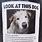 Funny Lost Dog Poster